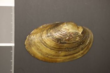 Media type: image;   Malacology 178779 Description: Preserved specimen.;